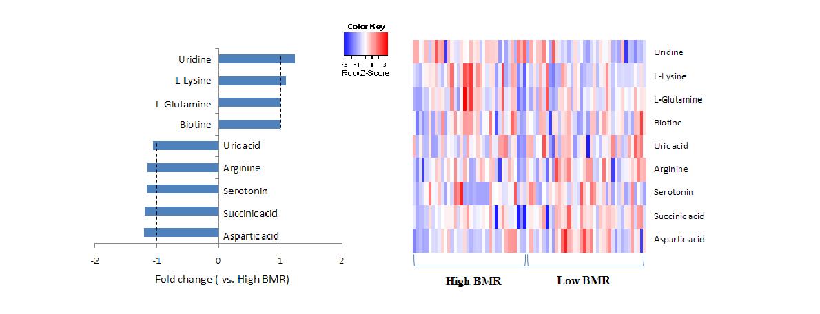 BMI, BMR 공통유전자와 관련된 대사체 fold change(vs. high BMR)와 heat map