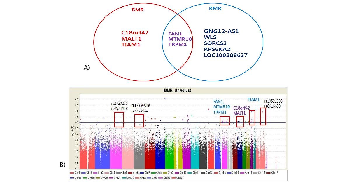 전체염색체상 BMR 관련 유의한 SNP분포(A), BMR/RMR관련 공통 유전자(B)