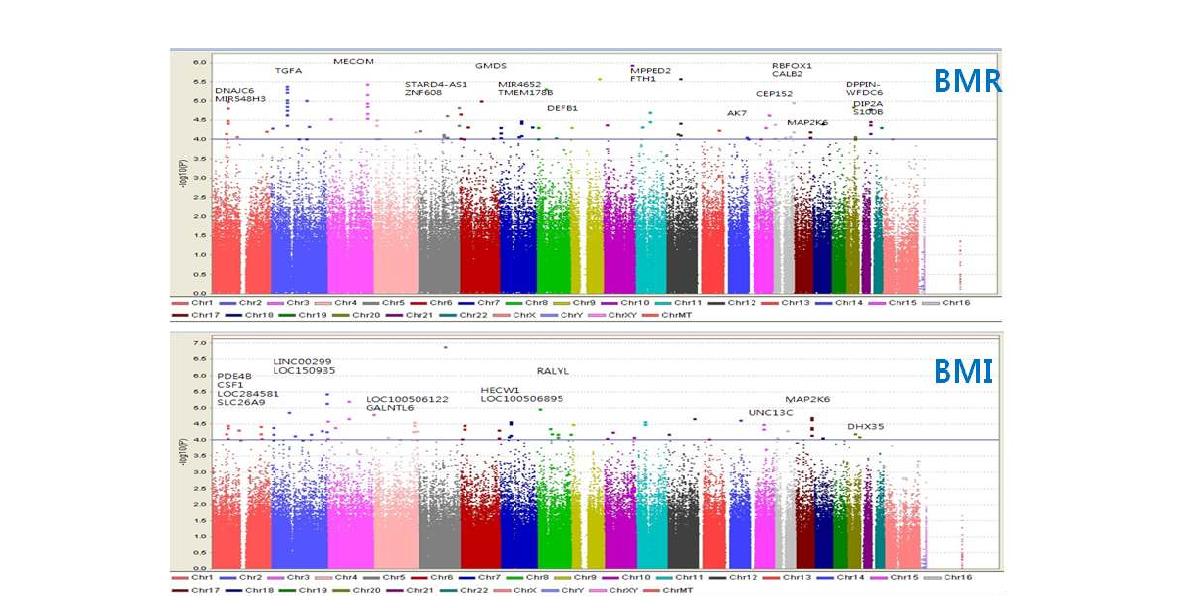 전체 염색체에서 소아비만 BMR관련 SNP 분포(A)와 BMI와 관련된 SNP 분포(B)