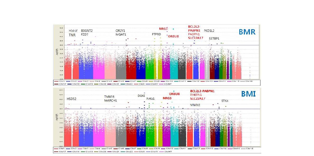 전체 염색체에서 여성비만 BMR관련 SNP 분포(A)와 BMI와 관련된 SNP 분포(B)