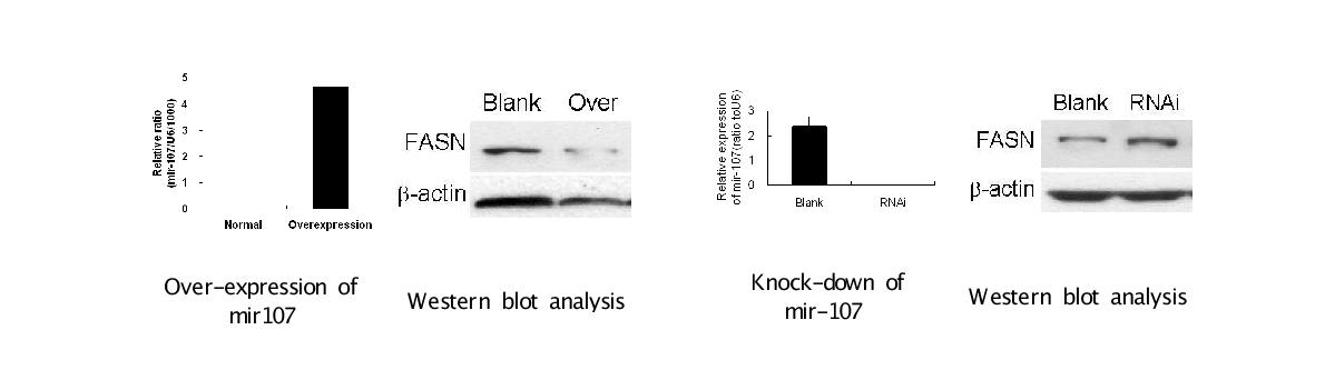 Changes in FASN protein expression by overexpression/knock-down of mir-107