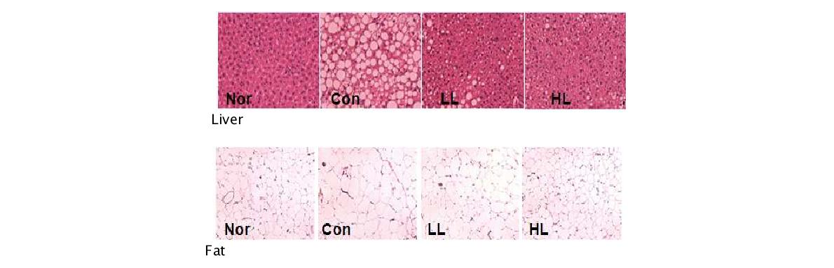 Histological analysis of liver and fat