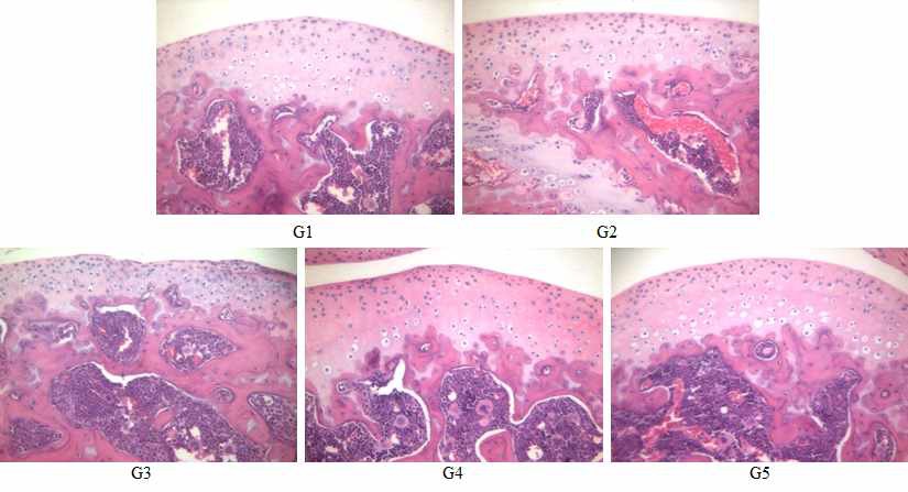 Pathological examination of the hind knee joint from collagen antibody-induced arthritis mice. H&E staining of paraffin-embedded sections from the hind knee joint of the mice. G1 as control, G2 as saline, prednisolone. 200x magnification.