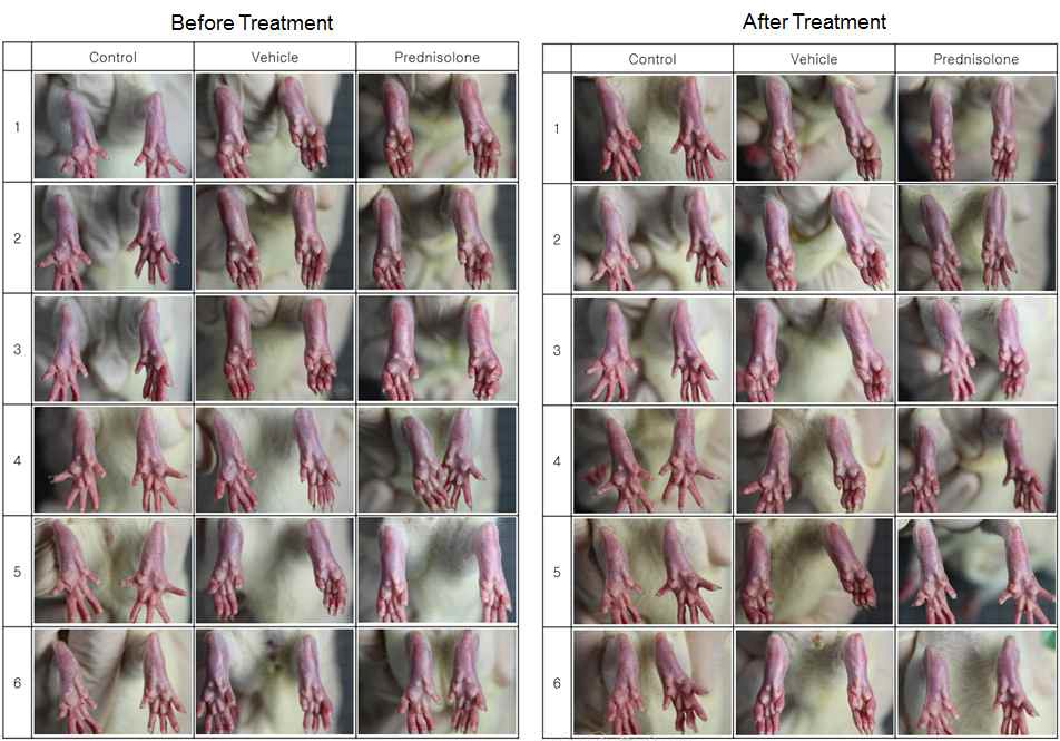 류마티스 관절염 치료 전과 후의 rat 족부 사진