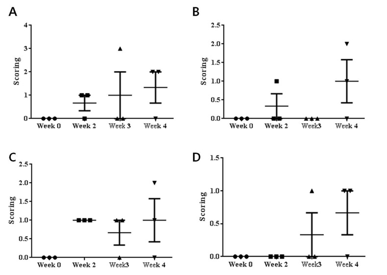 Pathological scores in hind knee joint of rats treated with collagen. (A) infiltration of inflammatory cells; (B) cartilage degradation; (C) synovial proliferation; (D) hyperplasia/hypertrophy. Values are shown as mean ±SE.