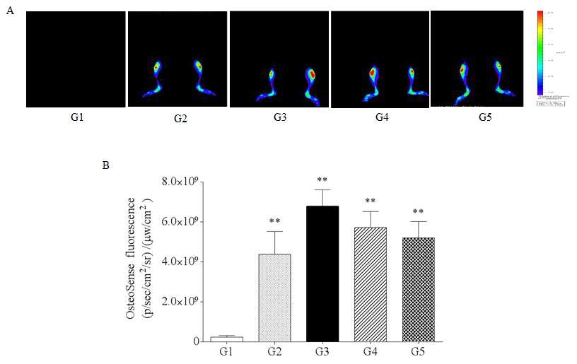 Fluorescence imaging of collagen antibody-induced arthritis in left knee joint of mice detected by Lumina Ⅲ. (A) G1 as control, G2 as saline, G3 as arthrogen-collagen-induced arthritis (CAIA), G4 as CAIA + sulfasalazine, G5 as CAIA + prednisolone; (B) Detection at 48 h after Osteosene 680EX treatment. **Significantly different from G1 (p<0.01).