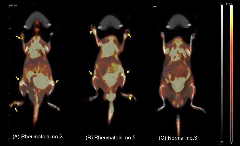 류마티스 모델의 FDG PET/CT 영상 (A,B), 정상 마우스의 PET/CT 영상 (C)