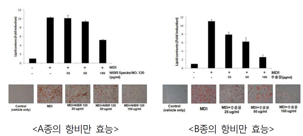 특허종의 항비만 효능