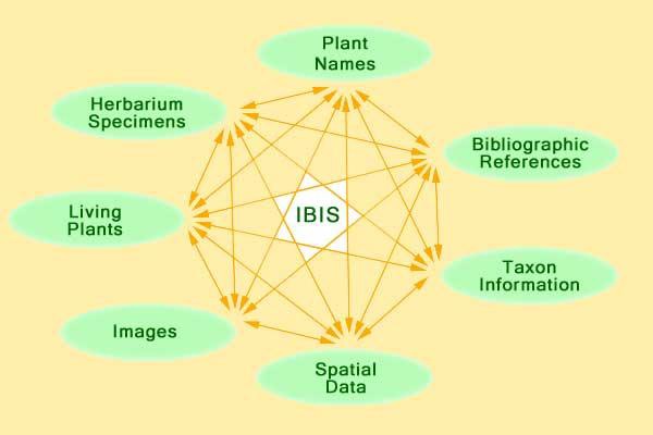 IBIS의 정보 공유 시스템