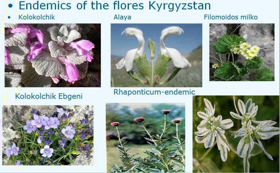 키르기즈스탄의 고유종 식물 사진