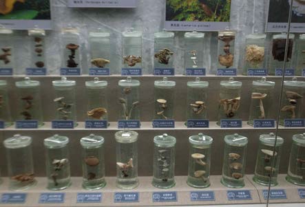 장백산자연사박물관 약용버섯 수장고