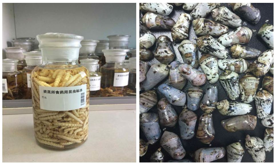 중국임업과학원 자원곤충연구소에 소장된 전통지식 생물자원 곤충류