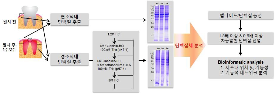 치아손상 (발치) 돼지 모델을 이용한 단백질체 분석 과정
