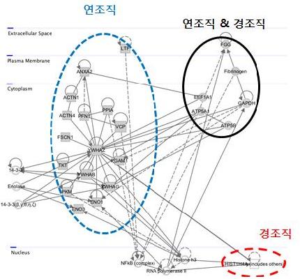 차등발현 단백질의 세포내 상호작용