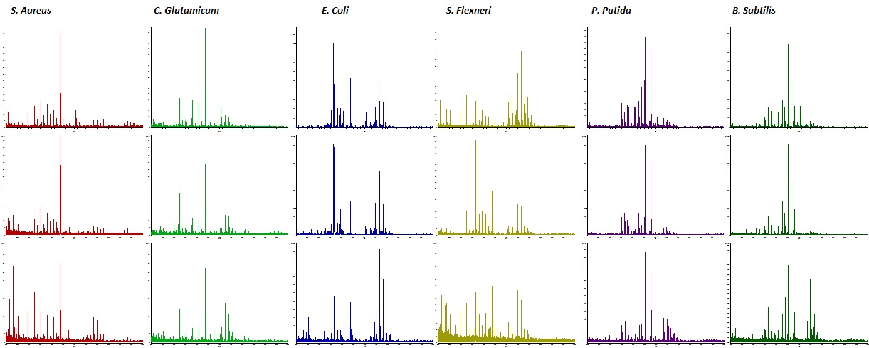 박테리아 종류별 LDI-MS 스펙트럼. 각각 다른 일시에 샘플링된 박테리아 샘플로부터 추출한 lipids의 질량스펙트럼으로 높은 재현성이 나타남을 확인할 수 있음