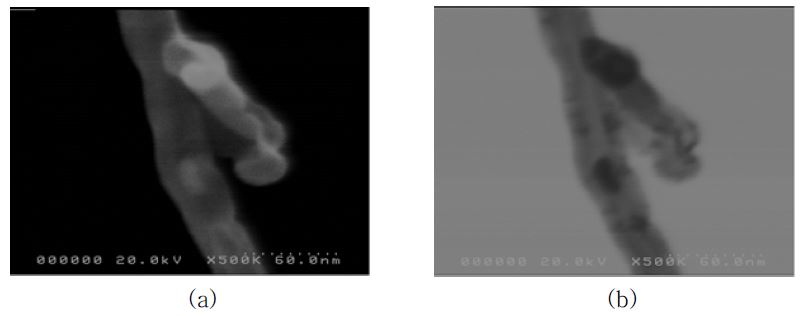 MW-CNT를 주사전자현미경 (SEM) (a)과 주사투과전자현미경 (STEM)을 이용하여 관찰할 결과