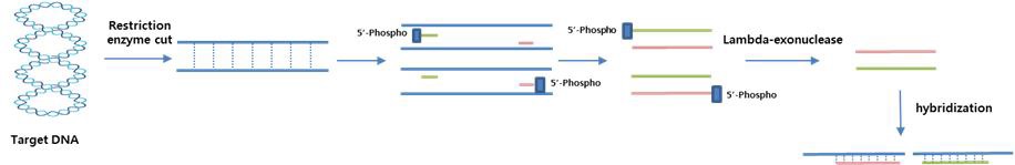 schematic of single strand DNA production