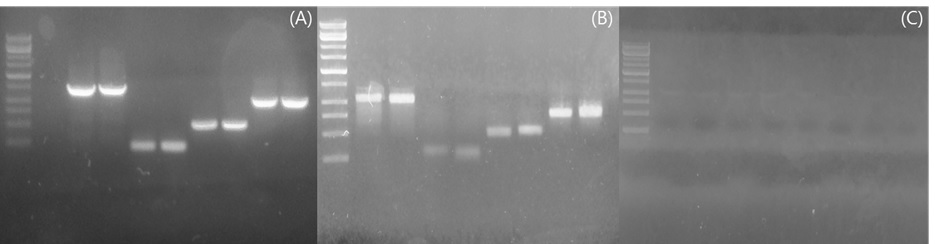 Gel image of single strand DNA product (A) Normal-PCR (200, 500 1000 1460 bp) (B) lambda-exo nuclease treatment (C) S1 nuclease treatment