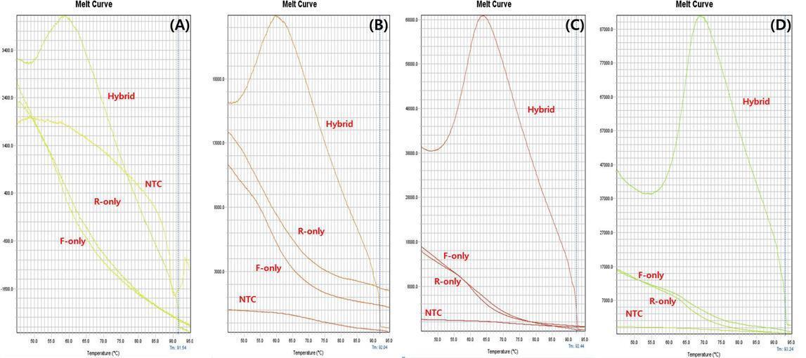 Melting curve of 1000 bp single strand DNA hybridization (Different volume of : sybr-green dye was injected into the samples). (A) Injection volume 0.3 ul, (B) Injection volume 1 ul, (C) Injection volume 4 ul, (D) Injection volume 12 ul.