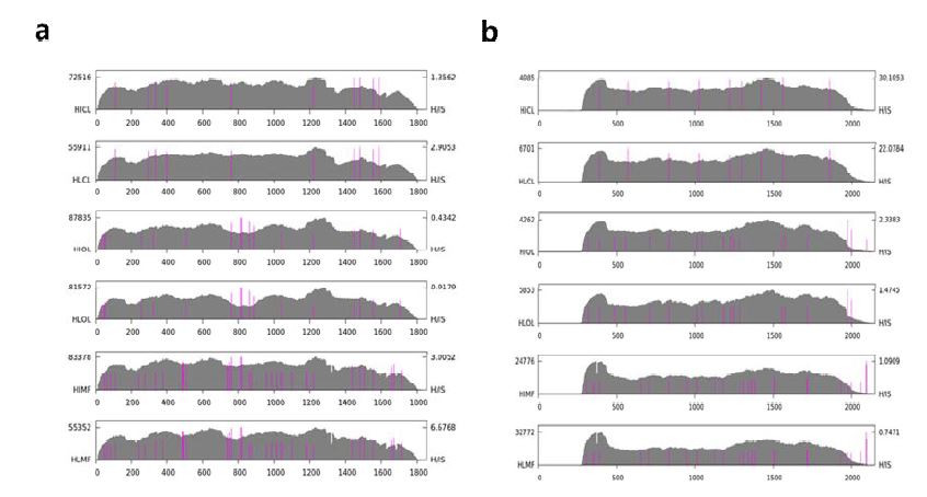 Read distributions of human and neighbor primate trnascriptome analyses. Gray stacks represent raw read distribtuions while pink columns represent calibrated reads by SNVs. Read distributions for ACTB(a) and VIM(b).