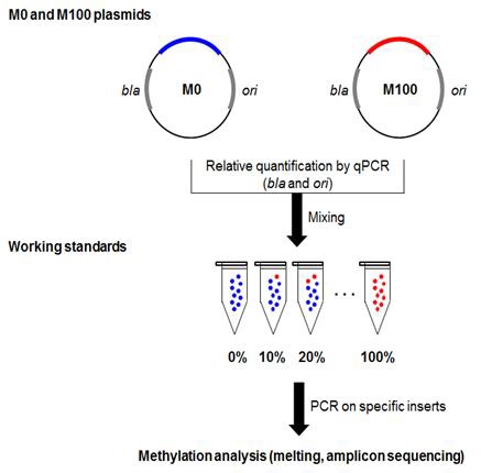 Concept of synthetic reference materials for calibration of analytical baises in quantification of gene methylation