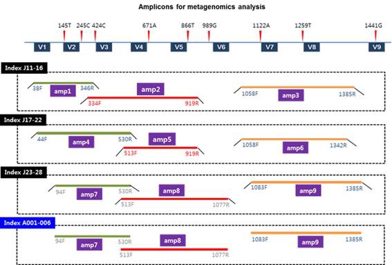 Various amplicons for metagenomic analysis of LGC MCM. Nine different amplicons and 3 amplicons with different library preparation methods were compared.