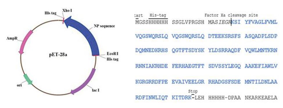 Glucagon sequence inserted in pET-28a vector