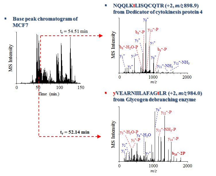 Identification of antibody-specific phosphopeptides from MCF7 cells