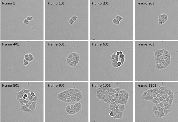 Image sequences showing the growthof MCF7 cells in bulk culture. (Frame interval: 5 minutes)