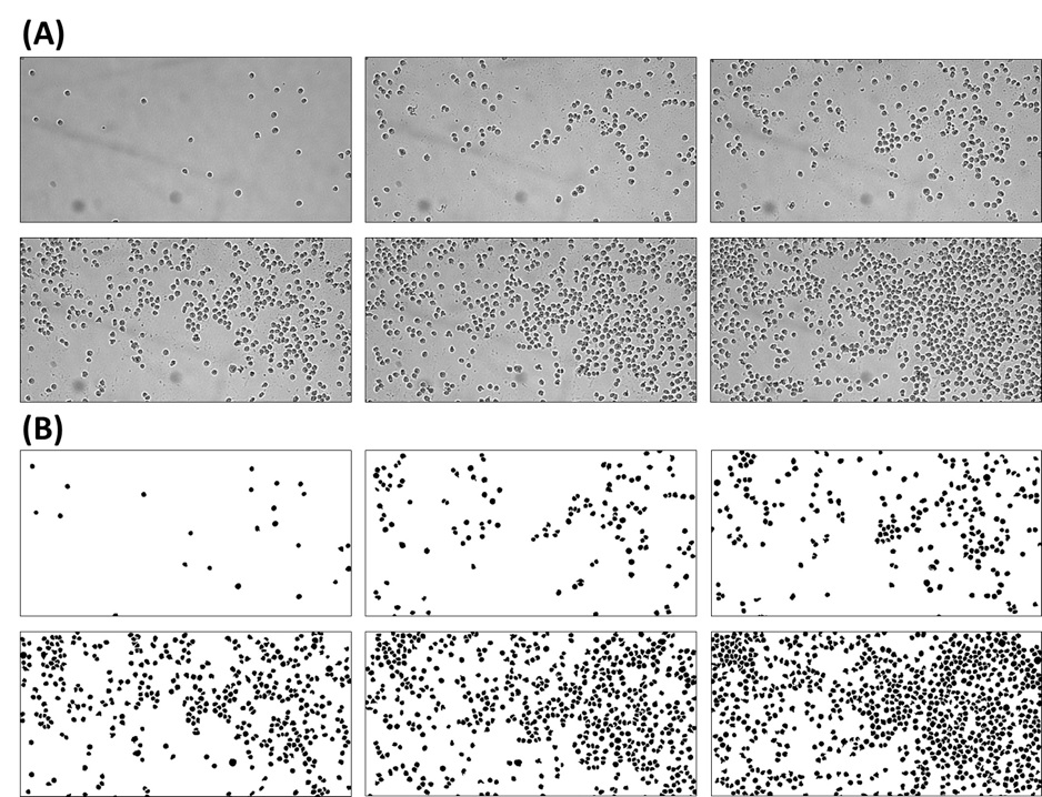 (A) Image sequences showing the growth of U937 cells in bulk culture and (B) binay mask of each image created after the image processing.