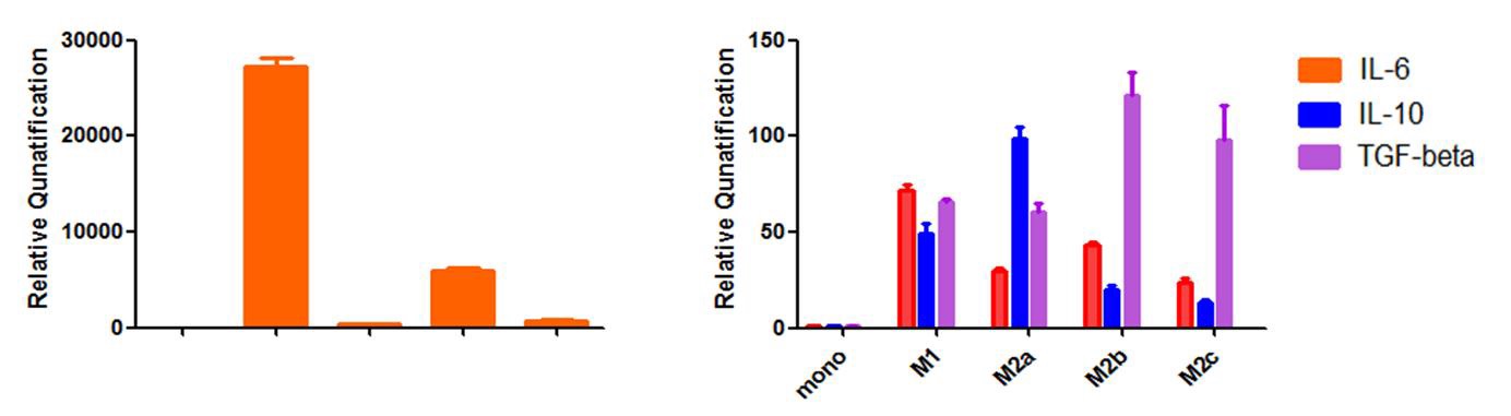 Cytokine expression from monocytes and differentiated macrophages by real-timeRT-qPCR.
