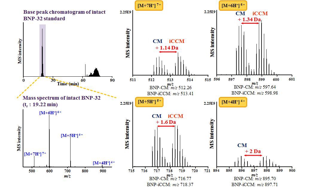 Determination of CM-/iCCM-labeled BNP-32 using nLC-ESI-MS/MS