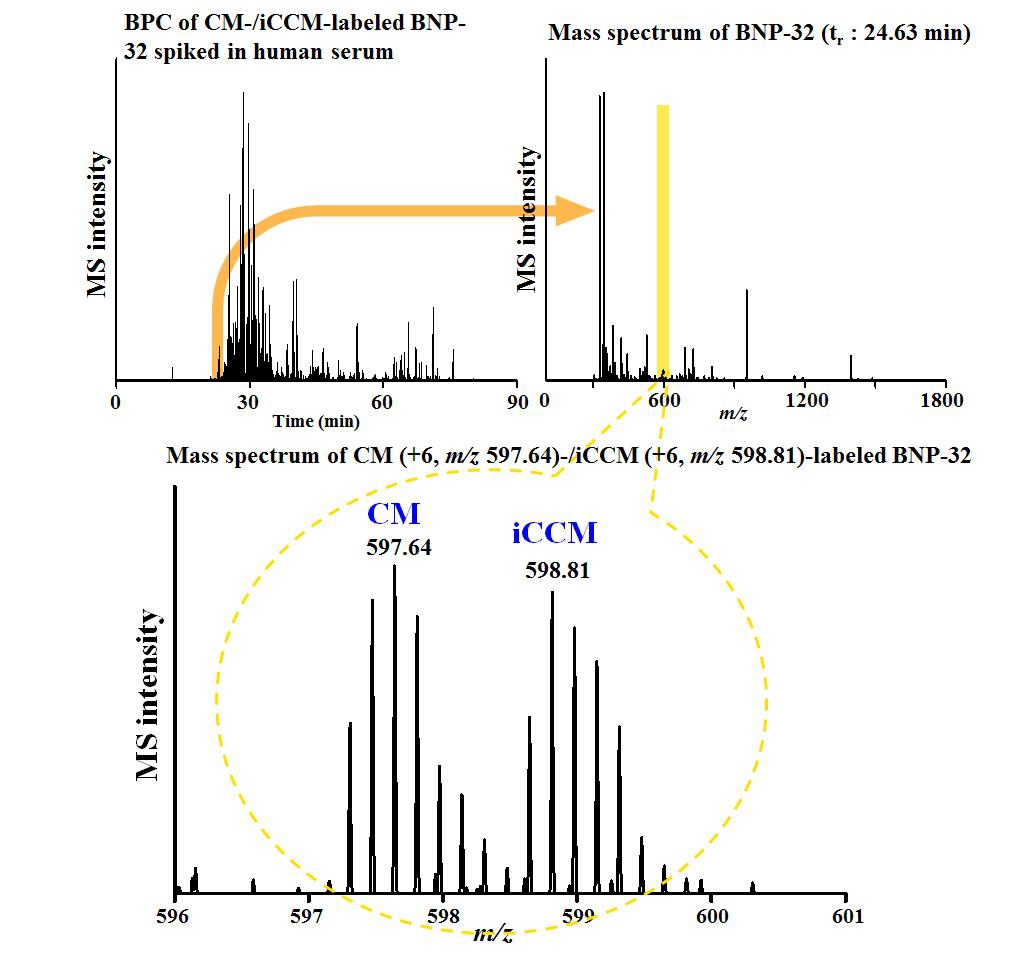 Base peak chromatogram and mass spectra of CM-/iCCM-labeled BNP-32 in human serum