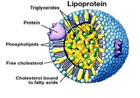 Structure of lipoprotein