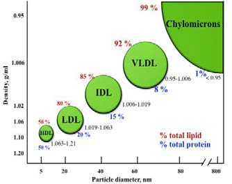 Classification of lipoproteins according to the particle size, density, and protein and lipid ratio
