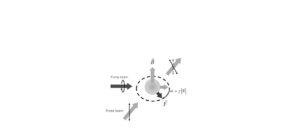 Basic principle of atomic magnetometer.