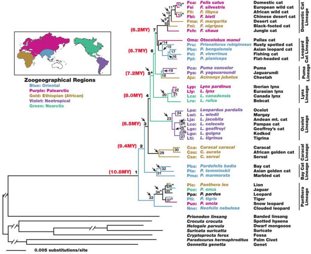2006년에 분석된 고양이과 동물의 계통수