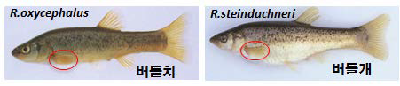 버들치와 버들개 및 DNA 추출 부위