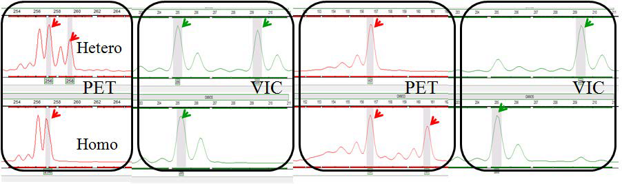 버들치에서 개발된 microsatellite 마커 genotyping 예시