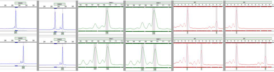 산천어에서 개발된 microsatellite 마커 genotyping 예시