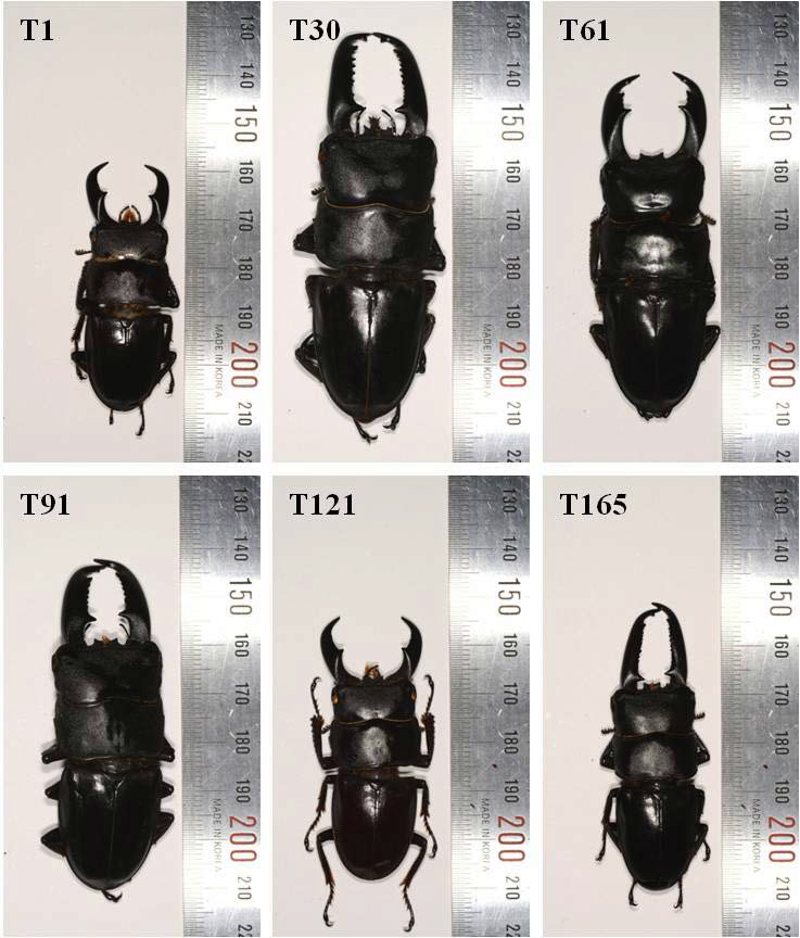 넓적사슴벌레 각 지역 아종들에 대한 크기 비교