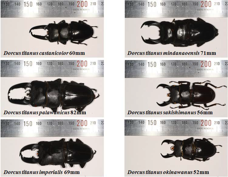 Dorcus titanus 각 지역 아종 간 크기 비교