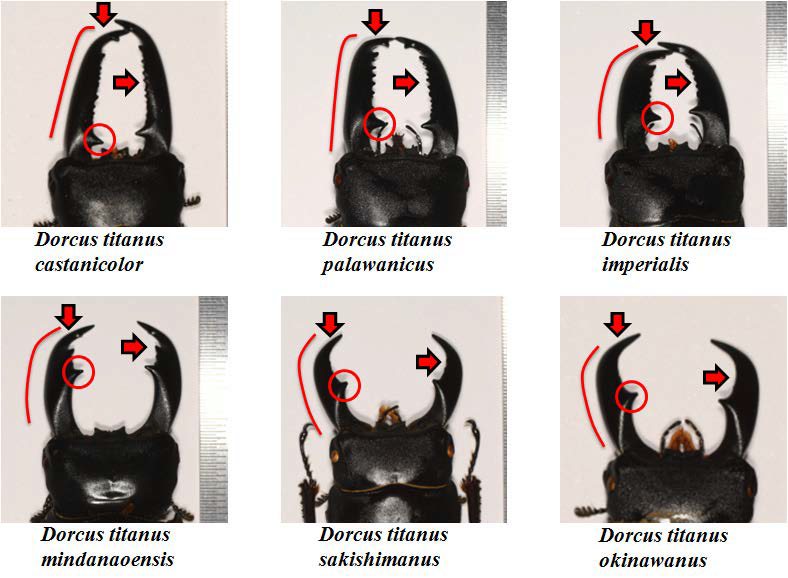 Dorcus titanus 지역 아종 간 큰턱 모양 비교