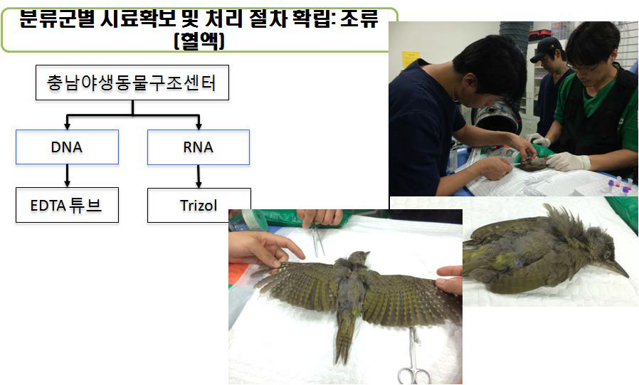 조류의 시료확보 및 처리절차