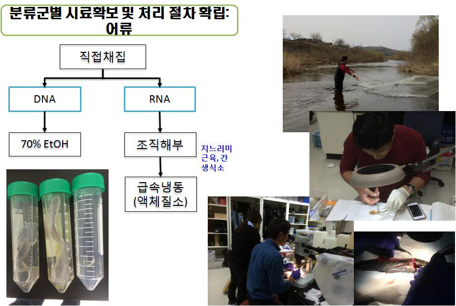 어류의 시료확보 및 처리절차