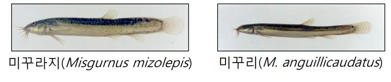 미꾸라지와 미꾸리의 외형 비교