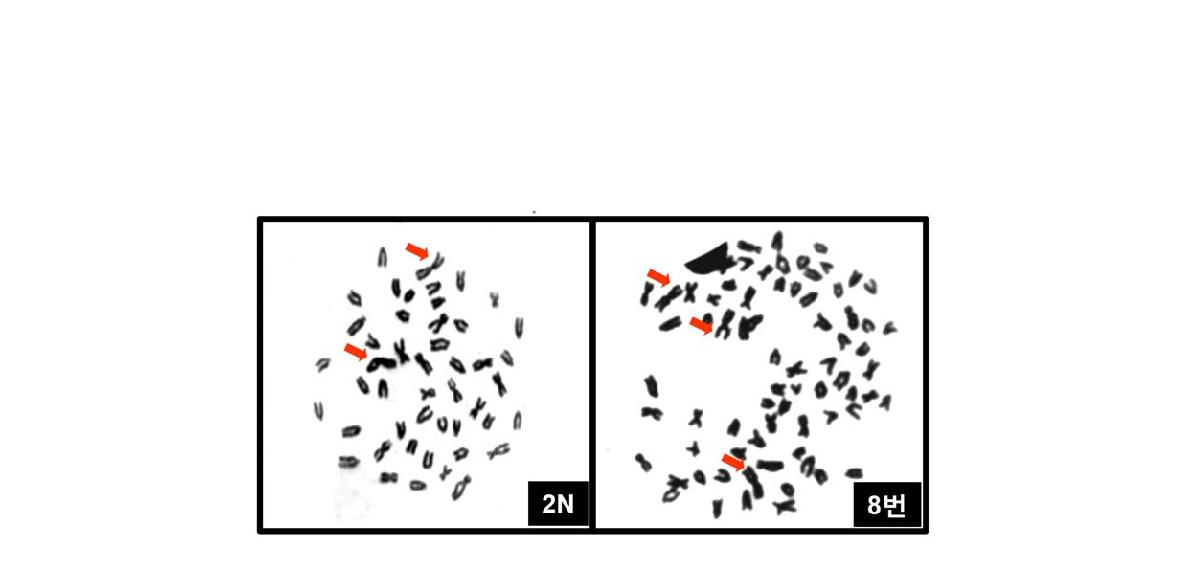 미꾸라지 신장세포의 염색체 분석 결과
