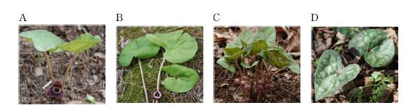 본 연구에 사용된 족도리풀속(Genus Asarum) 식물.