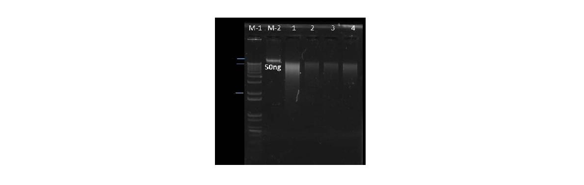 족도리풀속 식물 4종의 genomic DNA 품질 점검 결과