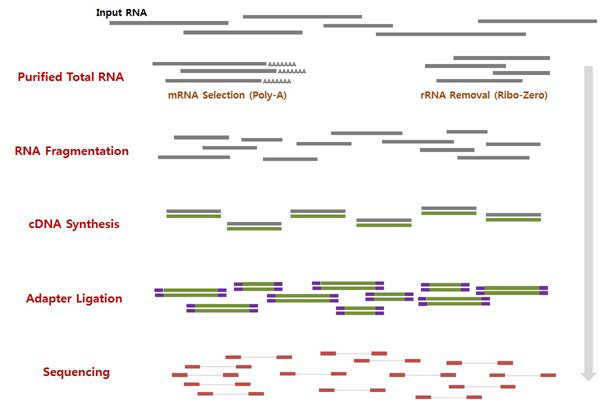 NGS를 이용한 RNA 염기서열 해독 과정